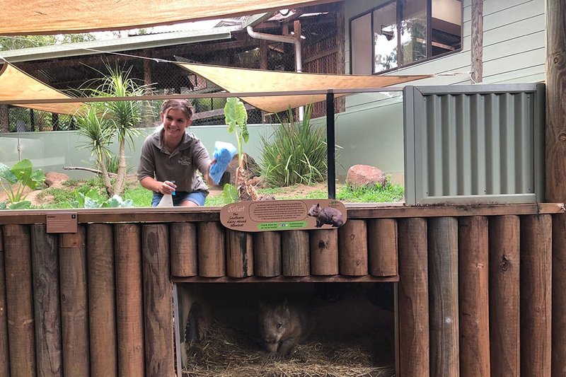 Nettoyage des enclos de wombat