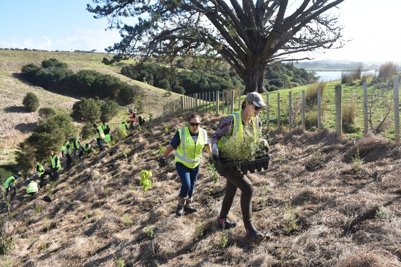 ecovolontariat en nouvelle-zelande : la plantation d'arbres