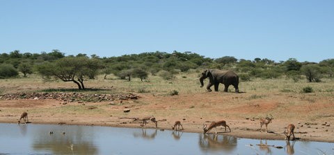 Participez à un chantier nature portection des animaux en Afrique du Sud.