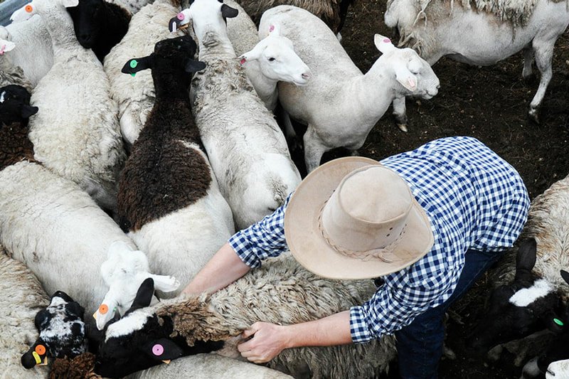 séjour ranch Australie : y en a des moutons !